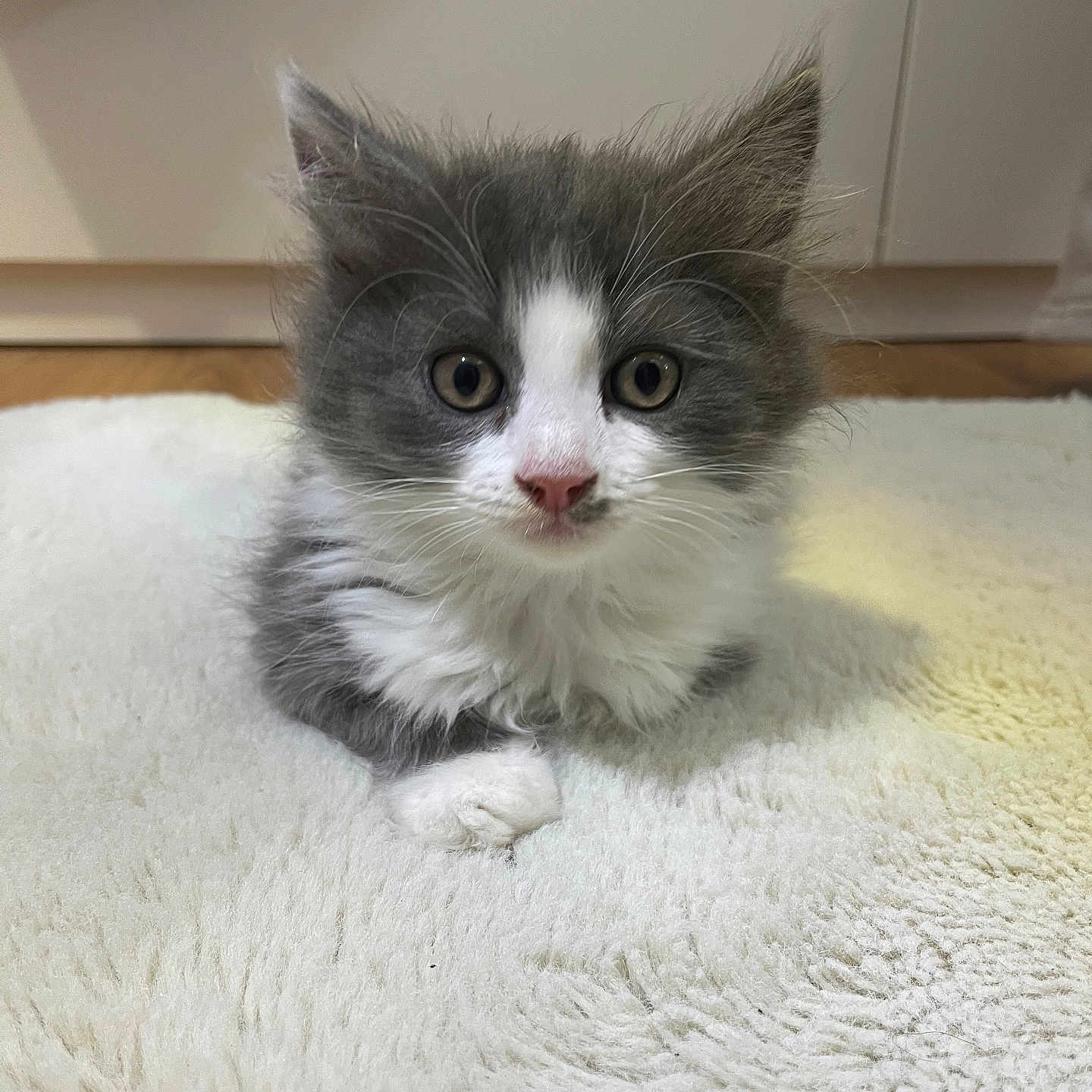 Simba a rejoint le concours — aidez-le/la à gagner de superbes lots ! animal, carpet, cat, curious, cute, domestic, eyes, floor, fluffy, fur, gray, indoor, kitten, paw, pet, small, soft, whiskers, white, young