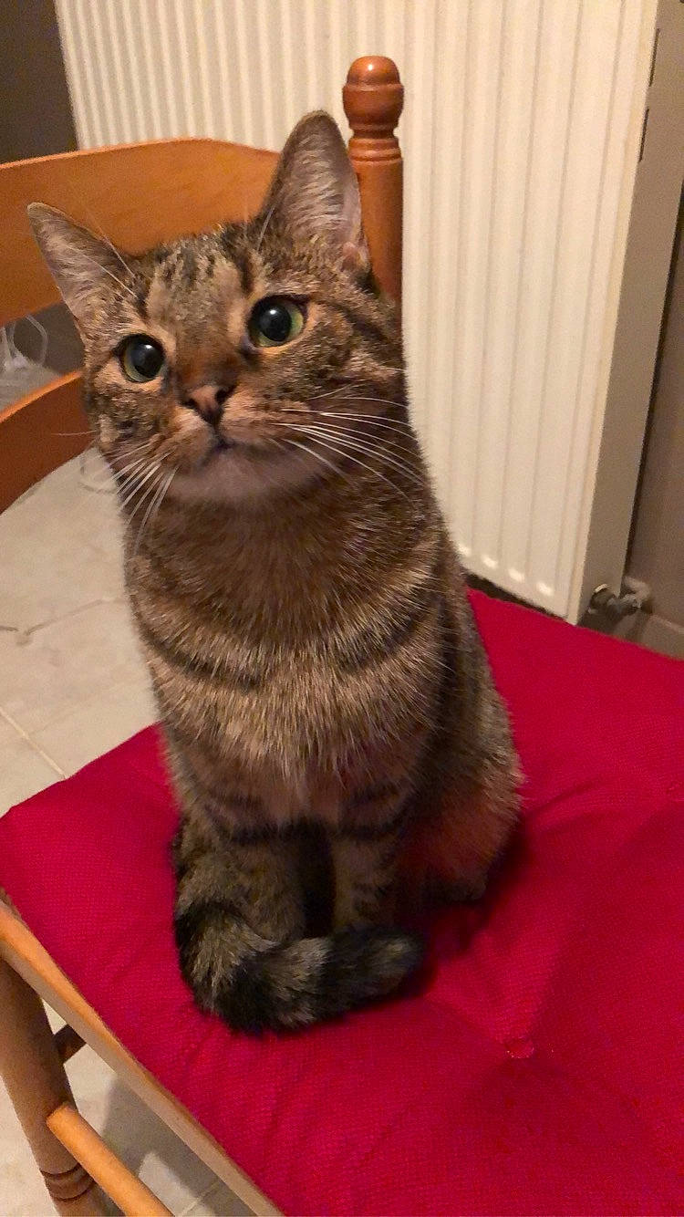 Etoile participe au concours pour gagner de l'argent avec cette photo : carnivore, cat, cat_supply, domestic_short_haired_cat, door, felidae, flooring, fur, hardwood, paw, small_to_medium_sized_cats, snout, tail, terrestrial_animal, whiskers, wood