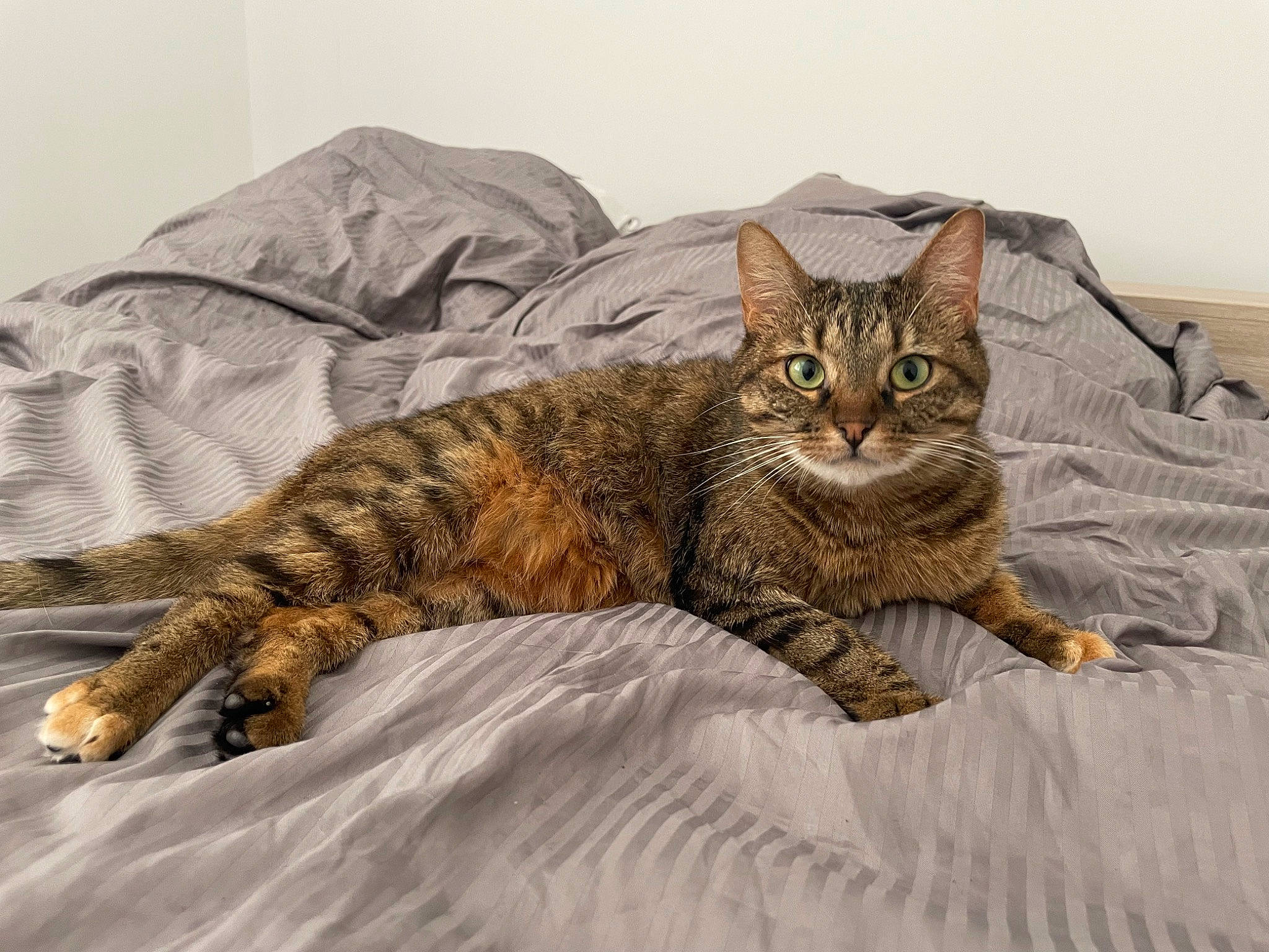 Etoile participe au concours pour gagner de l'argent avec cette photo : carnivore, cat, claw, comfort, domestic_short_haired_cat, eye, felidae, fur, paw, sand, sitting, small_to_medium_sized_cats, snout, tail, terrestrial_animal, whiskers, wildlife