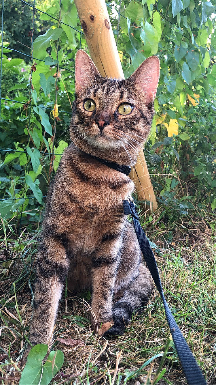 Etoile participe au concours pour gagner de l'argent avec cette photo : art, carnivore, cat, claw, domestic_short_haired_cat, fawn, felidae, fur, grass, groundcover, lynx, paw, plant, sitting, small_to_medium_sized_cats, snout, tail, terrestrial_animal, tree, whiskers