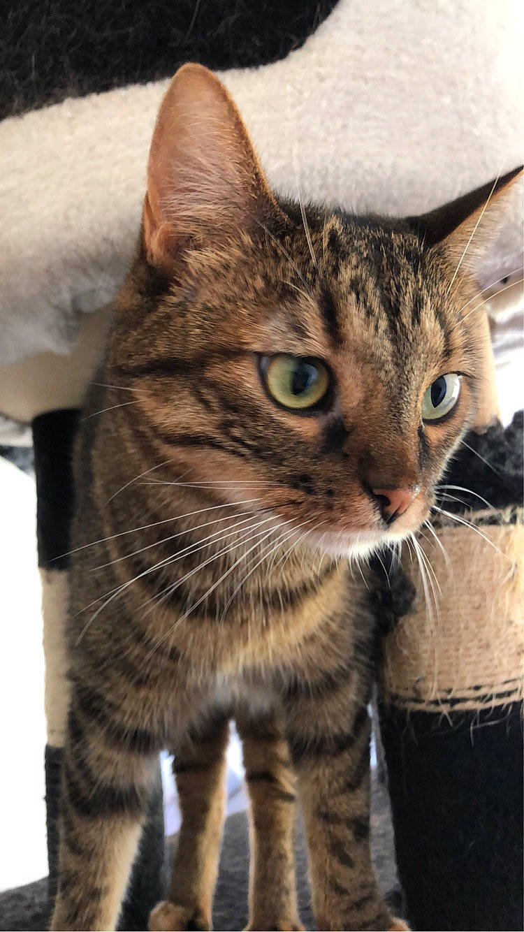 Etoile a rejoint le concours — aidez-le/la à gagner de superbes lots ! carnivore, cat, domestic_short_haired_cat, felidae, fur, iris, small_to_medium_sized_cats, snout, terrestrial_animal, whiskers, wildlife, window