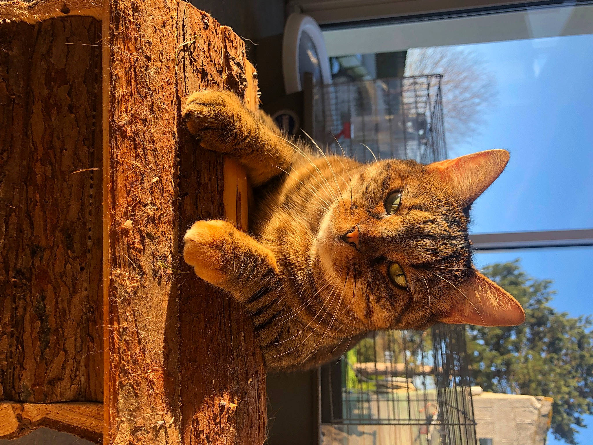 Etoile participe au concours pour gagner de l'argent avec cette photo : art, carnivore, carving, cat, domestic_short_haired_cat, fawn, felidae, fur, metal, plant, sculpture, small_to_medium_sized_cats, snout, tail, terrestrial_animal, tree, trunk, whiskers, window, wood