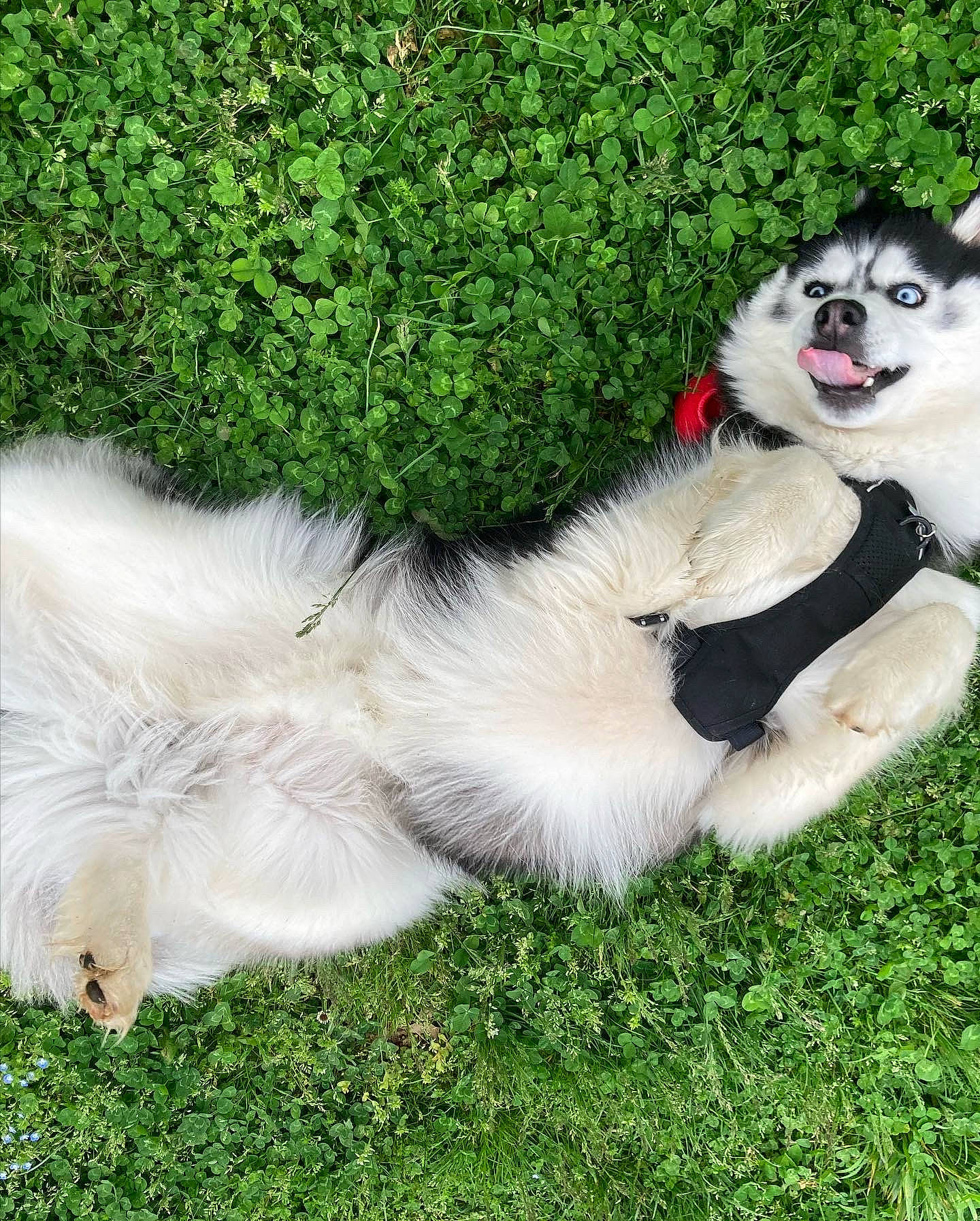 Mills is registered to the contest to win money with this photo: art, canidae, carnivore, companion_dog, dog_breed, fang, fawn, felidae, fur, grass, grass_family, happy, lawn, plant, small_to_medium_sized_cats, snout, sporting_group, tail, terrestrial_animal, whiskers