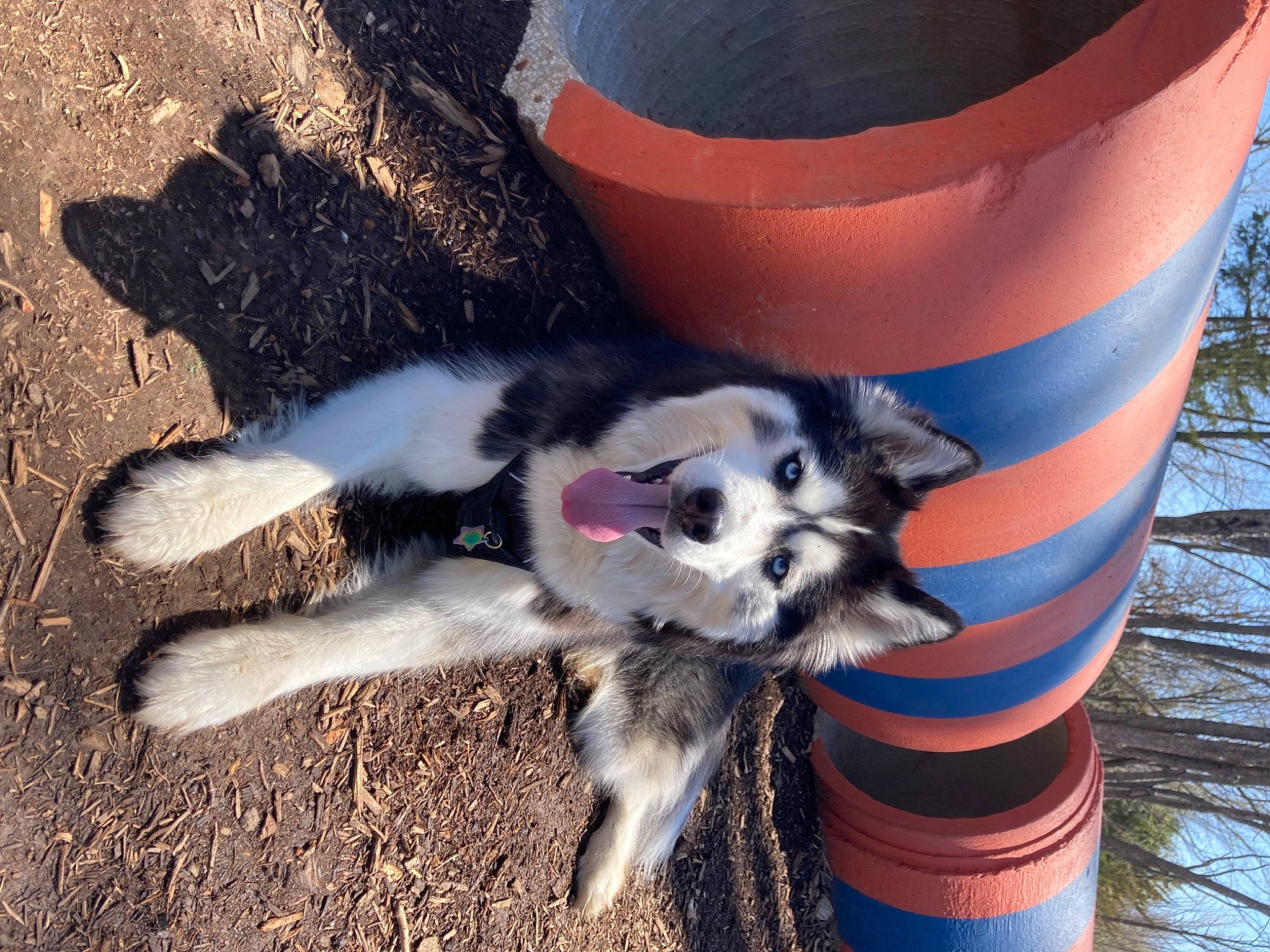 Mills is registered to the contest to win money with this photo: canidae, carnivore, claw, companion_dog, dog_breed, dog_supply, electric_blue, felidae, foot, fur, paw, plant, road_surface, soil, sporting_group, tail, terrestrial_animal, tree, whiskers, working_animal