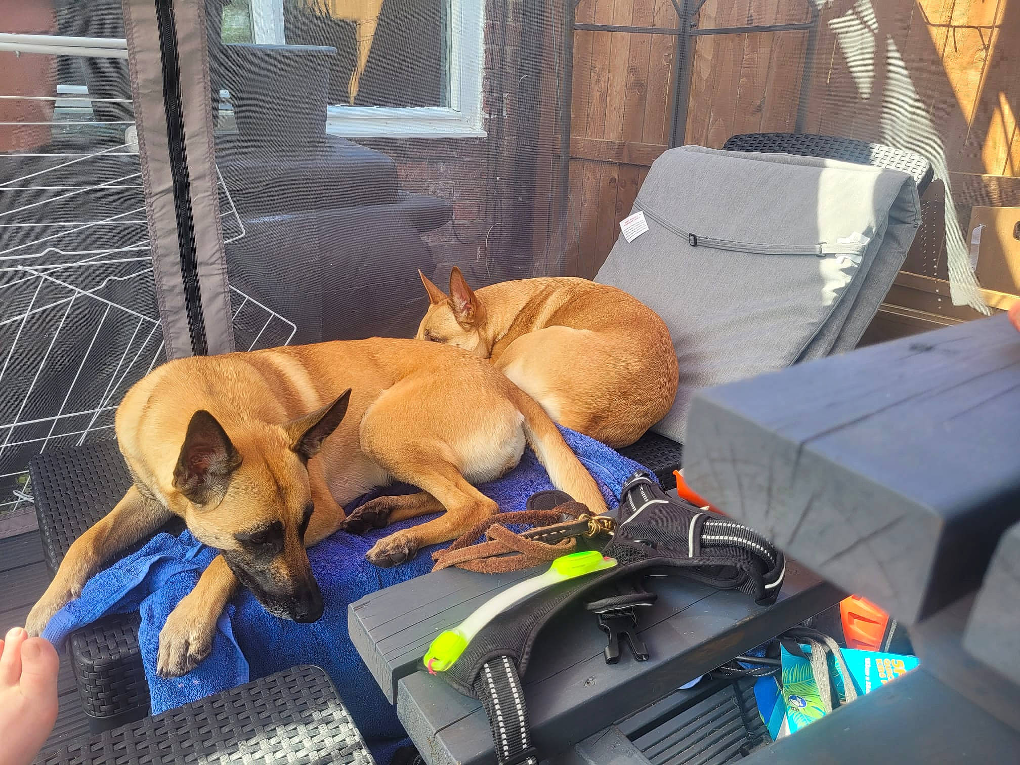 Zuki is registered to the contest to win money with this photo: bag, canidae, carnivore, chair, comfort, companion_dog, dog, dog_bed, dog_breed, dog_supply, doghouse, fawn, luggage_and_bags, paw, pet_supply, sporting_group, tail, toy_dog, window, working_animal