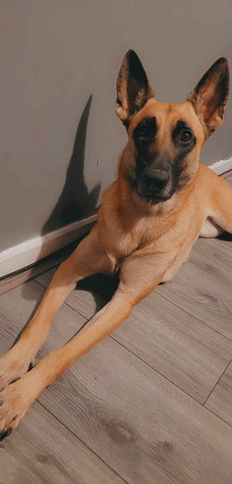 Zuki is registered to the contest to win money with this photo: canidae, carnivore, companion_dog, dog, dog_breed, fawn, flooring, foot, fur, german_shepherd_dog, hardwood, old_german_shepherd_dog, paw, snout, sporting_group, terrestrial_animal, whiskers, wood, working_animal, working_dog