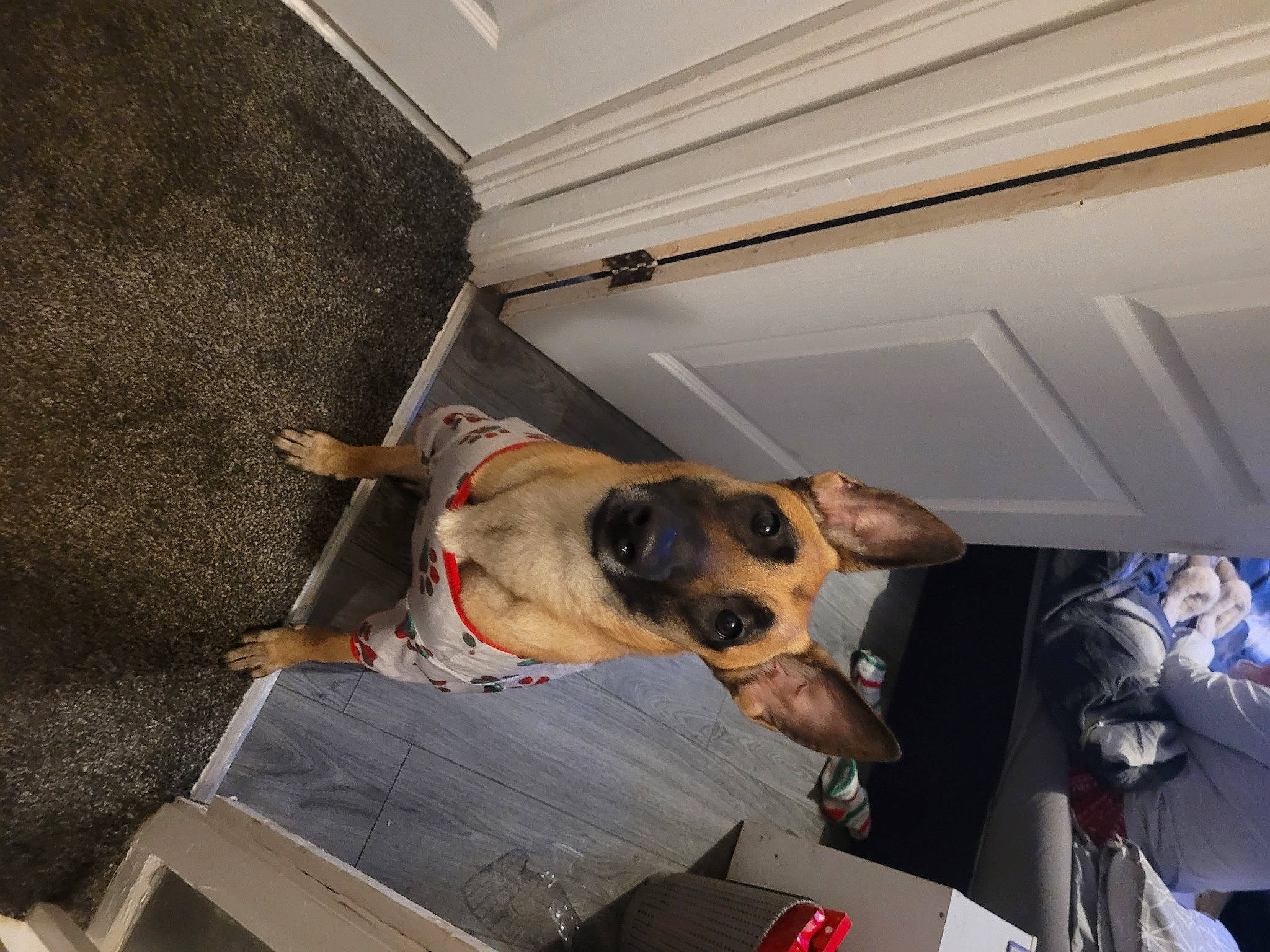 Zuki joined the competition — help win amazing prizes! canidae, carnivore, collar, companion_dog, dog, dog_breed, dog_supply, door, eyewear, fawn, flooring, pet_supply, room, snout, sporting_group, working_animal