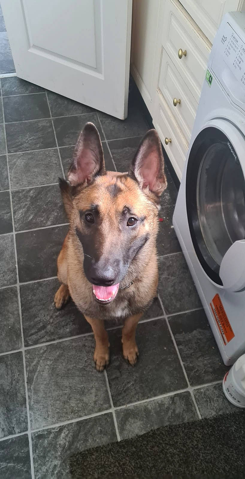 Bolt joined the competition — help win amazing prizes! carnivore, clothes_dryer, collar, companion_dog, dog, dog_breed, fawn, floor, flooring, fur, german_shepherd_dog, home_appliance, laundry_room, liver, major_appliance, paw, snout, sporting_group, washing_machine, working_animal