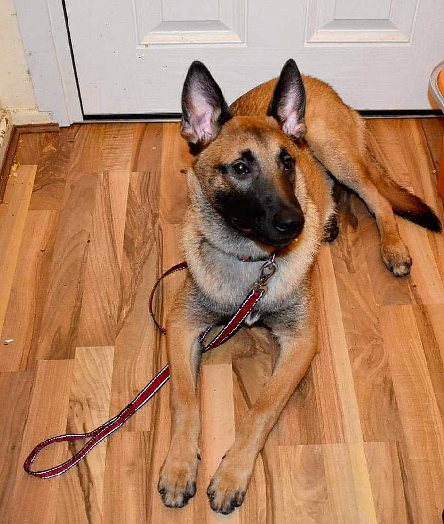 Bolt joined the competition — help win amazing prizes! canidae, carnivore, collar, companion_dog, dog, dog_breed, dog_supply, door, fawn, floor, flooring, german_shepherd_dog, hardwood, snout, sporting_group, varnish, wood, wood_flooring, wood_stain, working_animal