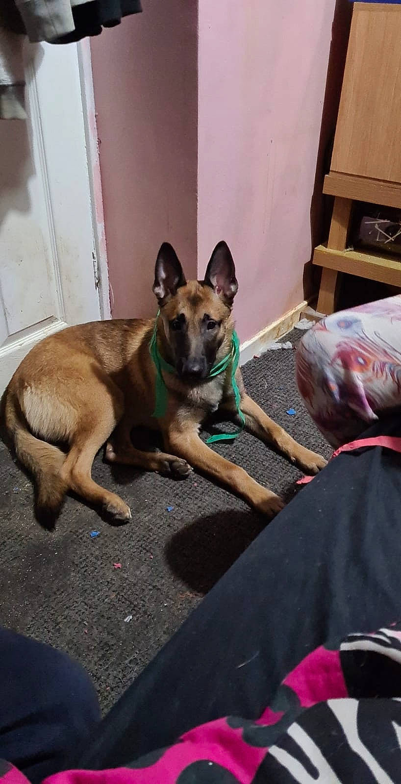 Bolt is registered to the contest to win money with this photo: canidae, carnivore, collar, comfort, companion_dog, dog, dog_breed, dog_supply, fawn, flooring, german_shepherd_dog, herding_dog, pet_supply, sitting, snout, sporting_group, tail, wood, working_animal, working_dog