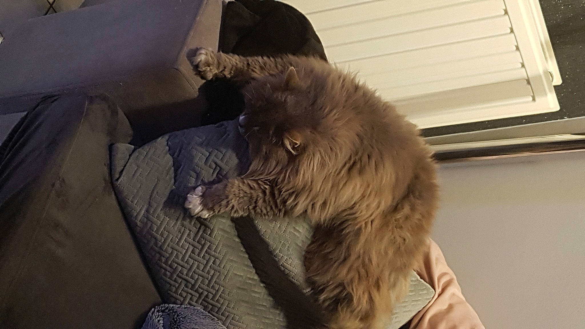 Boubouille participe au concours pour gagner de l'argent avec cette photo : canidae, carnivore, claw, comfort, companion_dog, dog_breed, ear, fawn, felidae, fur, liver, natural_material, paw, small_to_medium_sized_cats, snout, sporting_group, tail, terrestrial_animal, whiskers, working_animal