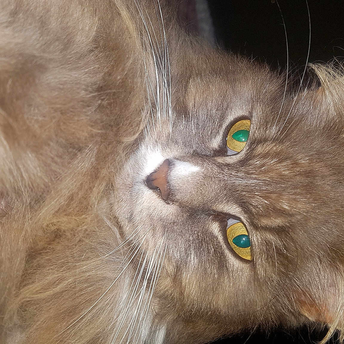 Boubouille