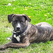 Hank joined the competition — help win amazing prizes! animal, brindle_coat, canine, collar, daytime, dog, domestic_animal, ears, grass, greenery, looking_at_camera, lying_down, mammal, nature, outdoor, paw, pet, relaxed, snout, summer