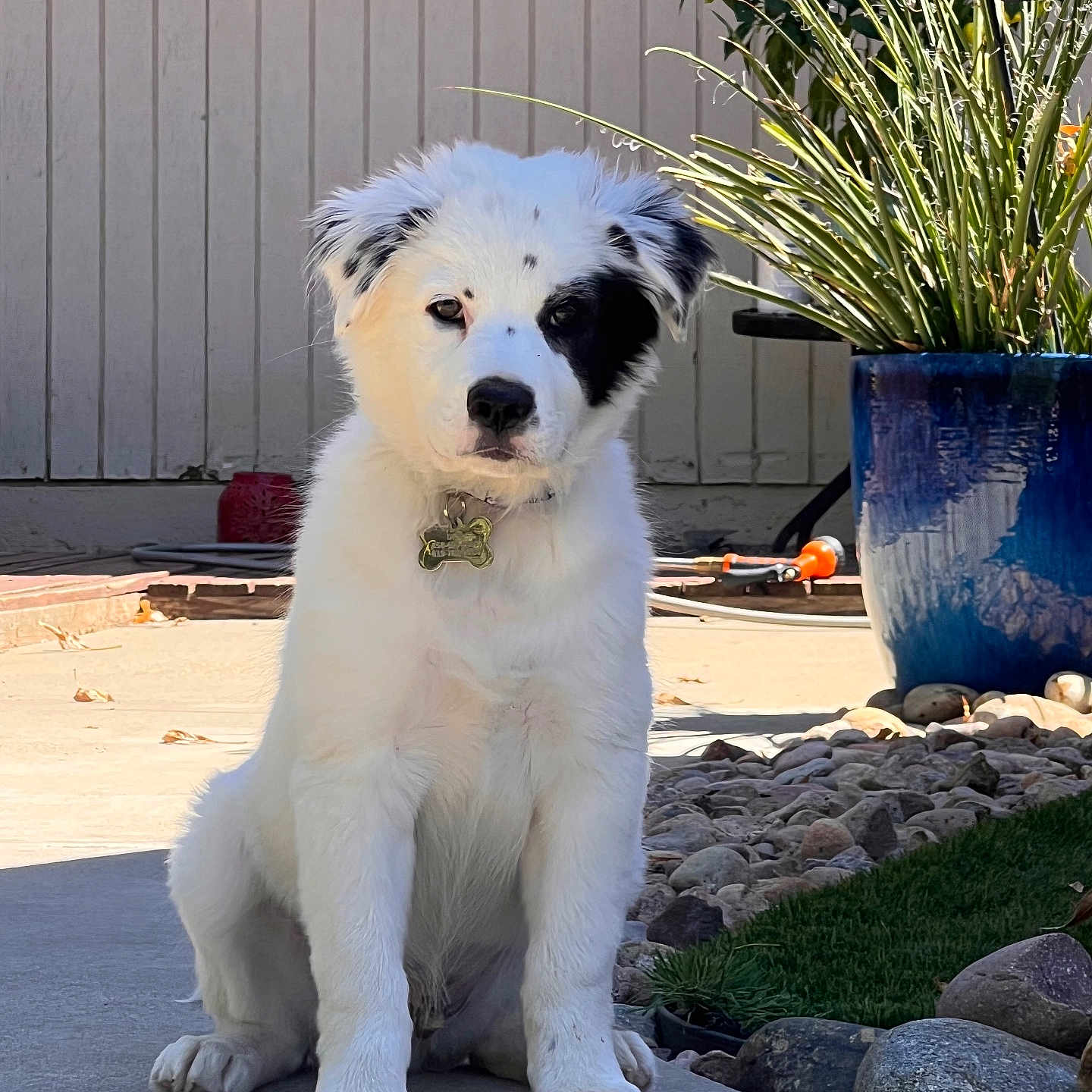 Dice is registered to the contest to win money with this photo: dog, puppy, white_fur, black_patch, sitting, outdoor, patio, rocks, plants, greenery, sunlight, collar, tag, fence, concrete, garden, nature, pet, cute, young_dog