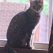 Tiger joined the competition — help win amazing prizes! cat, tabby_cat, windowsill, window, indoor, furniture, woven_chair, greenery, natural_light, pet, animal, curious, sitting, tail, ears, face, side_view, cozy, home, domestic