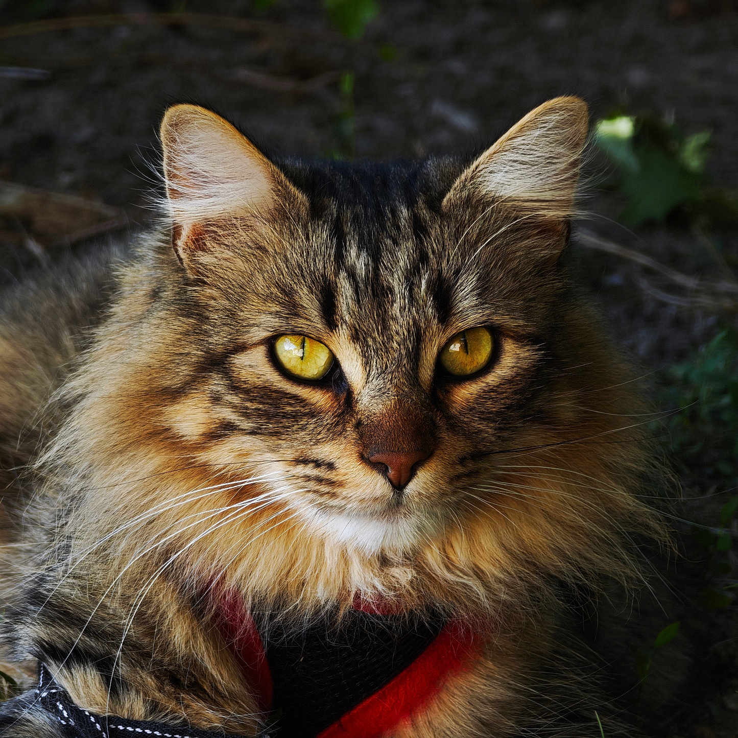 Ulysse participe au concours pour gagner de l'argent avec cette photo : animal, brown, cat, closeup, eyes, face, feline, fluffy, fur, golden_eyes, head, mammal, nature, outdoor, pet, portrait, sitting, tabby, whiskers, wildlife
