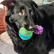 Duke joined the competition — help win amazing prizes! dog, black_dog, toy, spiky_ball, indoor, pet_bed, wooden_furniture, curious, fur, canine, animal, playful, pet, close_up, companion, domestic, house, looking_away, floor, nostrils