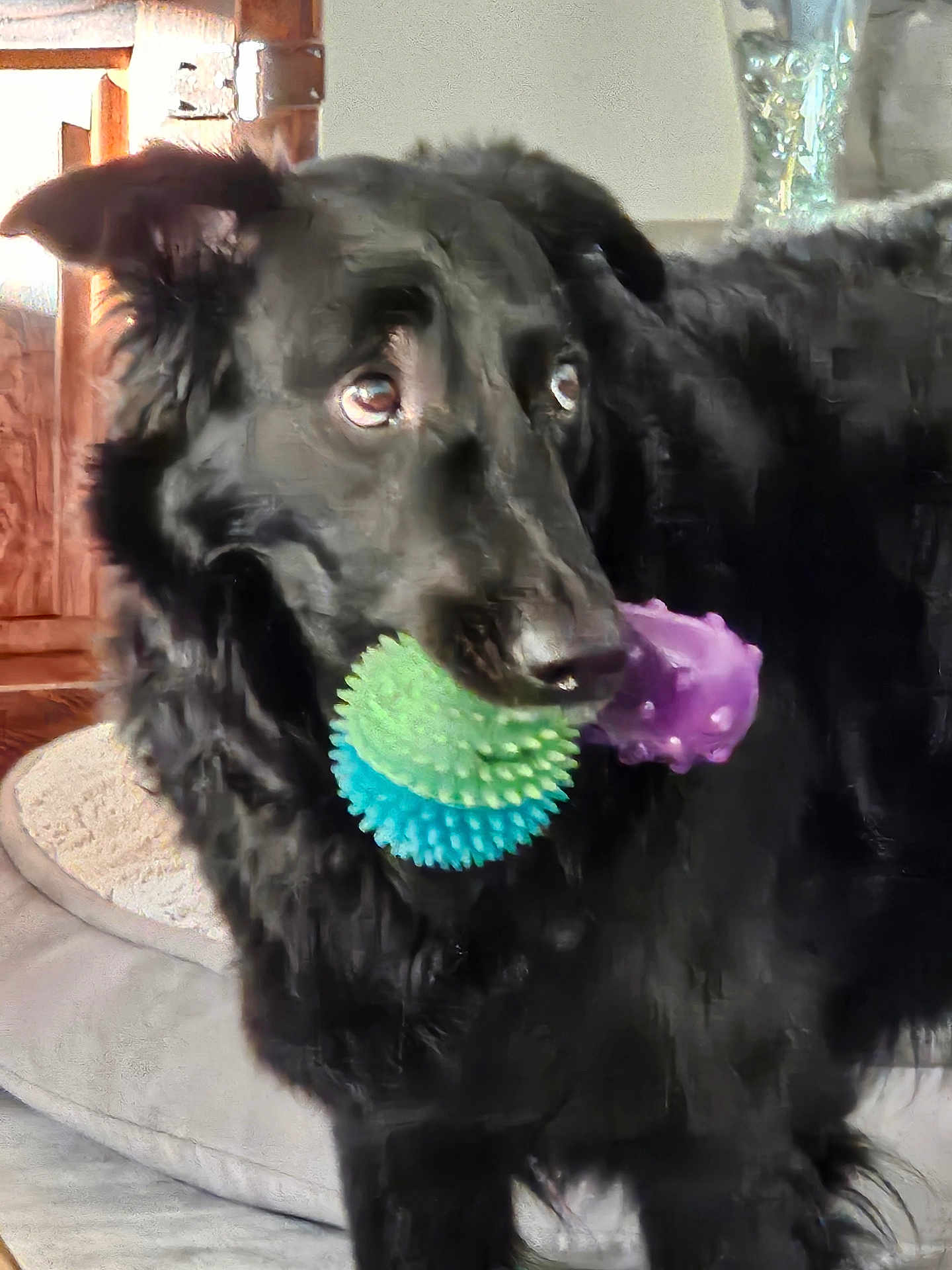 Duke joined the competition — help win amazing prizes! dog, black_dog, toy, spiky_ball, indoor, pet_bed, wooden_furniture, curious, fur, canine, animal, playful, pet, close_up, companion, domestic, house, looking_away, floor, nostrils
