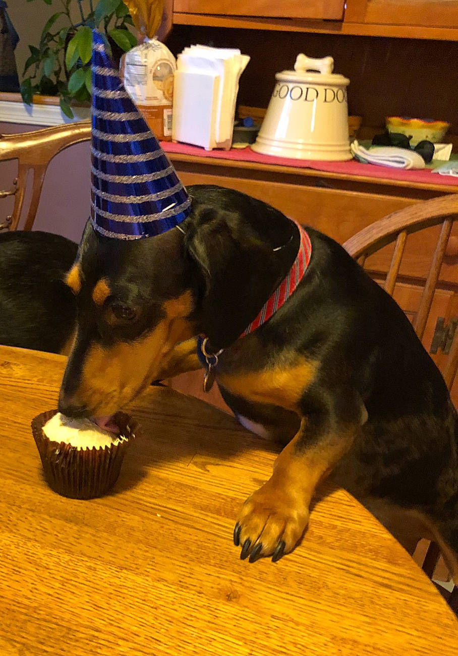 Clyde joined the competition — help win amazing prizes! canidae, carnivore, collar, companion_dog, cone, dog, dog_breed, dog_collar, dog_supply, event, fawn, fur, houseplant, lamp, party_hat, plant, snout, sporting_group, tail, working_animal