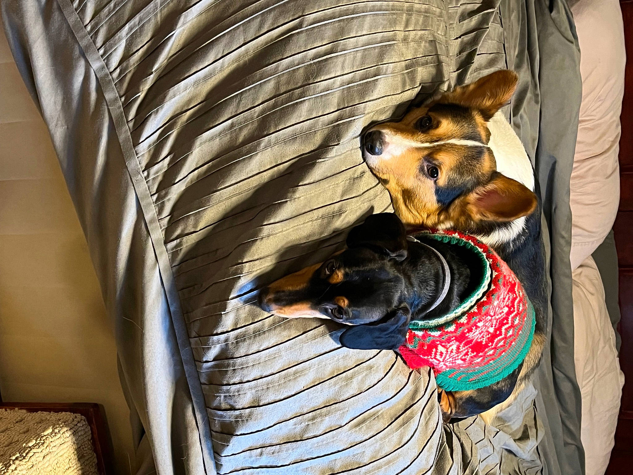 Clyde is registered to the contest to win money with this photo: canidae, carnivore, collar, comfort, companion_dog, couch, dog, dog_breed, dog_clothes, dog_collar, dog_supply, fawn, fur, guard_dog, pet_supply, pinscher, snout, sporting_group, toy_dog, working_animal