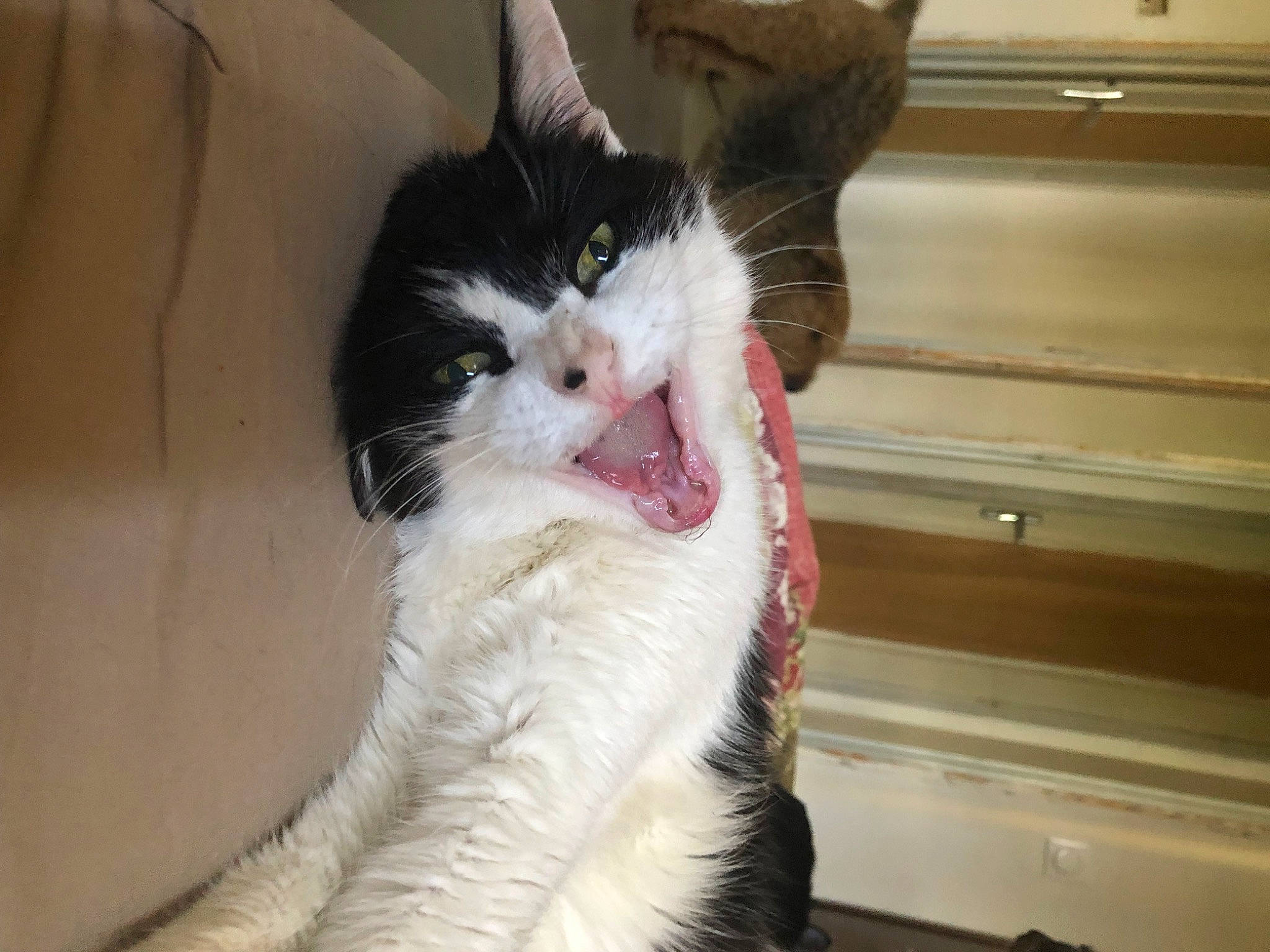 Pooki participe au concours pour gagner de l'argent avec cette photo : carnivore, cat, claw, domestic_short_haired_cat, eye, fang, felidae, formal_wear, fur, paw, small_to_medium_sized_cats, snout, tail, whiskers, window