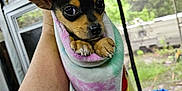 Rueger is registered to the contest to win money with this photo: puppy, dog, blanket, hand, small_dog, indoors, window, person, animal, cute, wrapped, furry, pet, cozy, face, ears, paw, looking, soft, resting