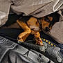 dog, sleeping, blanket, paw, cozy, indoor, resting, fur, pet, canine, covered, comfort, relaxed, bed, warm, snuggle, cute, animal, domestic, napping