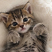Mochi is registered to the contest to win money with this photo: adorable, animal, blanket, cat, closeup, cozy, cute, feline, fluffy, indoor, kitten, paw, pet, portrait, resting, sleepy, soft, tabby, whiskers, young