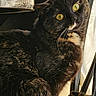 animal, cat, closeup, cozy, curious, domestic_cat, feline, fur, indoor, looking_up, pet, portrait, relaxed, seated, shadow, sunlight, tortoiseshell_cat, whiskers, window, yellow_eyes