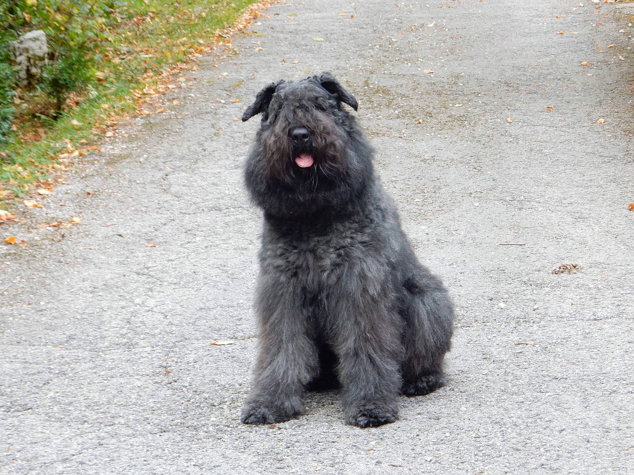 Malou participe au concours pour gagner de l'argent avec cette photo : affenpinscher, bouvier_des_ardennes, bouvier_des_flandres, briard, canidae, cao_da_serra_de_aires, carnivore, catalan_sheepdog, companion_dog, dog, dog_breed, herding_dog, mammal, pyrenean_shepherd, rare_breed_dog, sapsali, snout, sporting_group, terrier, vertebrate