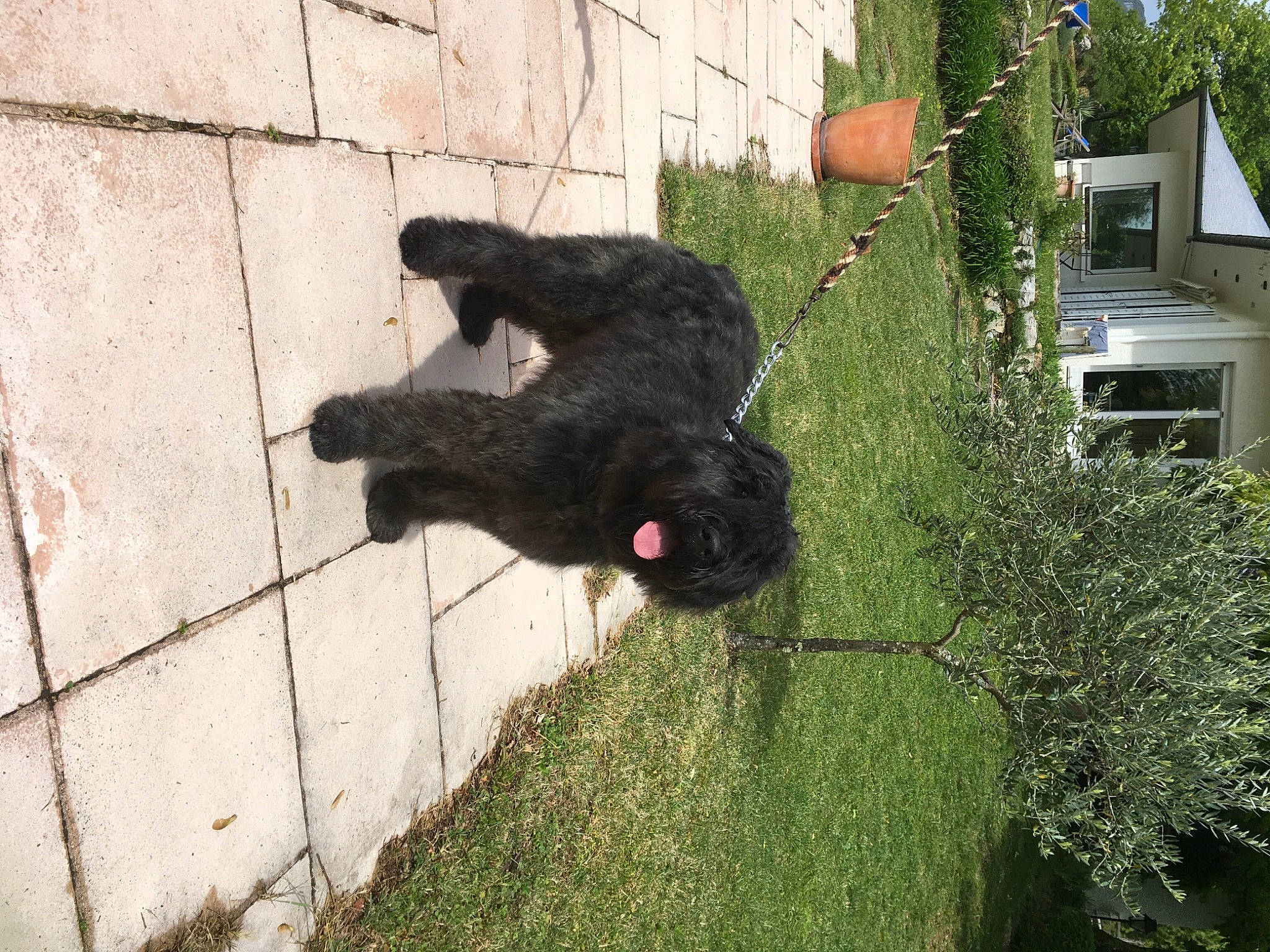 Malou a rejoint le concours — aidez-le/la à gagner de superbes lots ! black_russian_terrier, bouvier_des_flandres, canidae, carnivore, dog, dog_breed, grass, sporting_group, tail, terrier