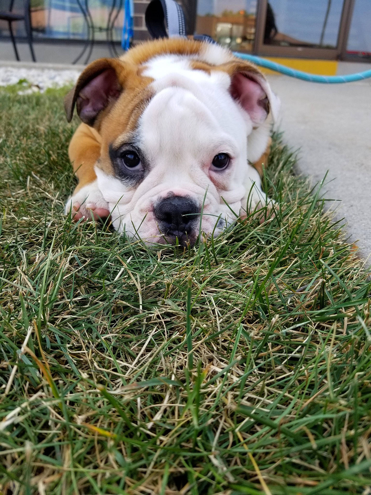 Alfred is registered to the contest to win money with this photo: american_bulldog, australian_bulldog, british_bulldogs, bulldog, canidae, carnivore, companion_dog, dog, dog_breed, dorset_olde_tyme_bulldogge, grass, mammal, non_sporting_group, old_english_bulldog, olde_english_bulldogge, snout, toy_bulldog, valley_bulldog, vertebrate, white_english_bulldog