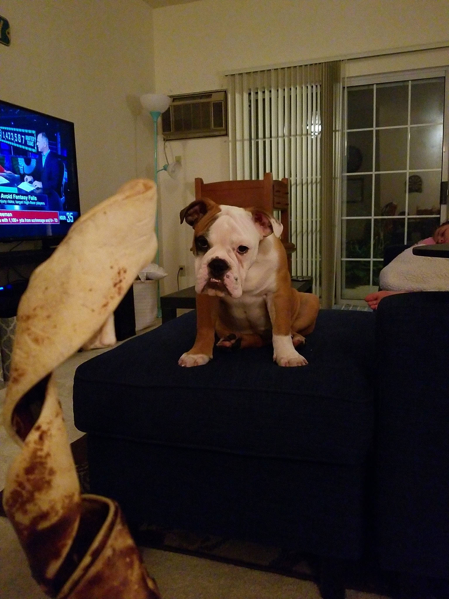 Alfred joined the competition — help win amazing prizes! american_bulldog, australian_bulldog, bulldog, canidae, carnivore, companion_dog, couch, dog, dog_breed, dorset_olde_tyme_bulldogge, fawn, furniture, non_sporting_group, old_english_bulldog, olde_english_bulldogge, puppy, room, toy_bulldog, valley_bulldog, white_english_bulldog