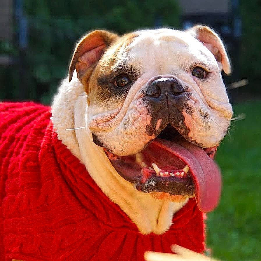 Alfred joined the competition — help win amazing prizes! ancient_dog_breeds, australian_bulldog, british_bulldogs, bulldog, canidae, carnivore, companion_dog, dog, dog_breed, mammal, non_sporting_group, old_english_bulldog, olde_english_bulldogge, renascence_bulldogge, skin, snout, toy_bulldog, vertebrate, white_english_bulldog, wrinkle