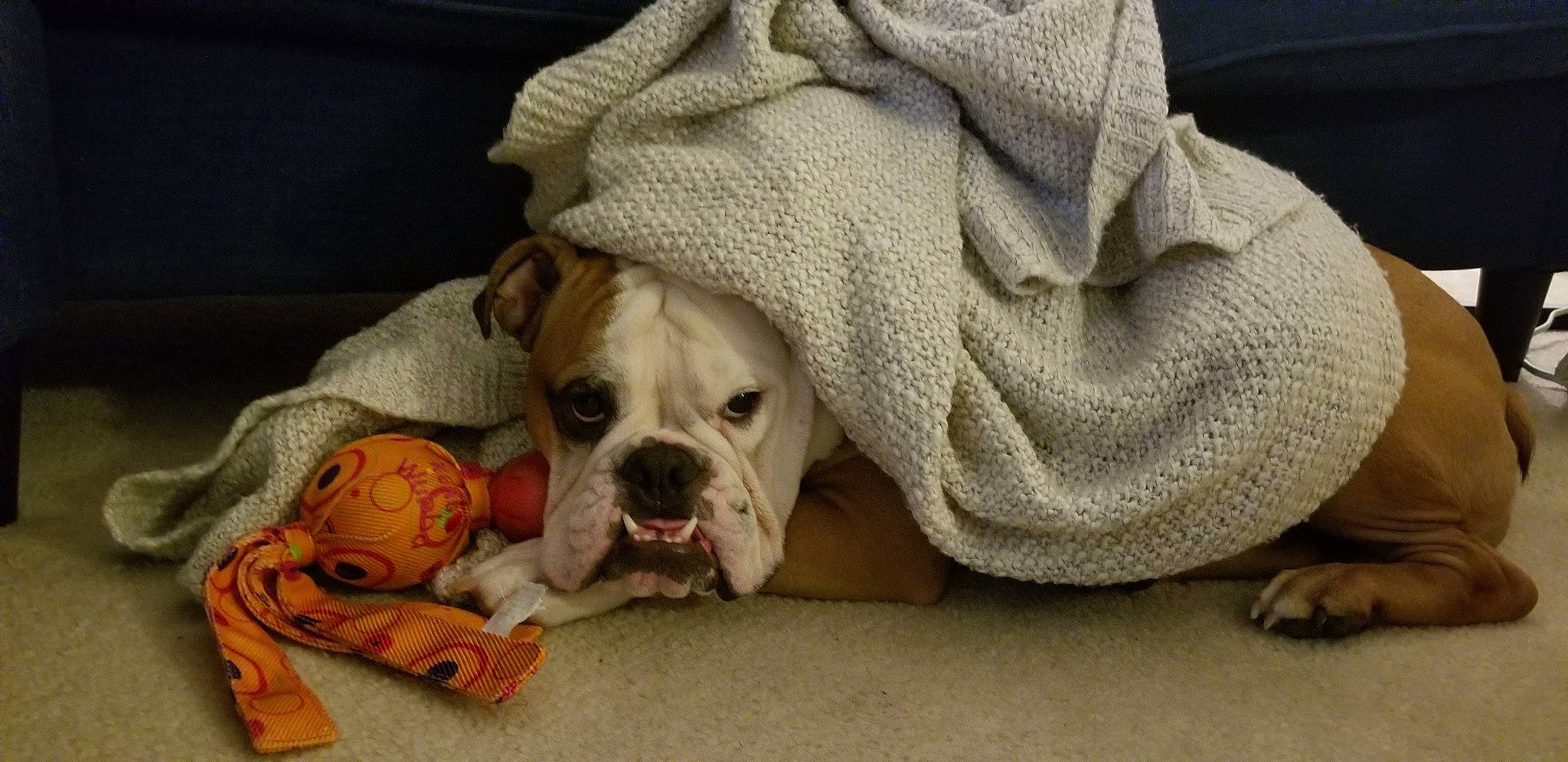 Alfred joined the competition — help win amazing prizes! american_bulldog, australian_bulldog, british_bulldogs, bulldog, canidae, carnivore, companion_dog, dog, dog_breed, dorset_olde_tyme_bulldogge, mammal, nap, non_sporting_group, old_english_bulldog, olde_english_bulldogge, skin, snout, toy_bulldog, white_english_bulldog, wrinkle