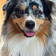 Aïko a rejoint le concours — aidez-le/la à gagner de superbes lots ! dog, australian_shepherd, pet, close_up, portrait, fluffy, tricolor, brown_eyes, tongue_out, indoor, animal, mammal, cute, friendly, fur, canine, face, happy, smiling, domestic_animal