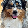 dog, australian_shepherd, pet, close_up, portrait, fluffy, tricolor, brown_eyes, tongue_out, indoor, animal, mammal, cute, friendly, fur, canine, face, happy, smiling, domestic_animal