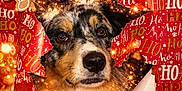Aïko a rejoint le concours — aidez-le/la à gagner de superbes lots ! dog, face, holiday, christmas, wrapping_paper, gingerbread_man, festive, sparkles, cute, pet, animal, background, red, smiling, decorations, close_up, fur, eyes, nose, holiday_cheer
