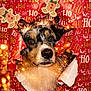 dog, face, holiday, christmas, wrapping_paper, gingerbread_man, festive, sparkles, cute, pet, animal, background, red, smiling, decorations, close_up, fur, eyes, nose, holiday_cheer
