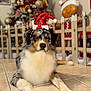 Aïko participe au concours pour gagner de l'argent avec cette photo : dog, santa_hat, christmas_tree, holiday, festive, indoor, tile_floor, decorations, gingerbread_figure, pet, canine, fur, black, white, brown, relaxed, celebration, seasonal, cute, animal