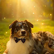 Aïko participe au concours pour gagner de l'argent avec cette photo : dog, bow_tie, grass, sunlight, outdoor, pet, animal, fluffy, portrait, summer, nature, cute, relaxed, muzzle, fur, ears, paw, golden_hour, sparkle, background_blur