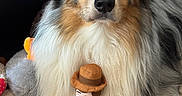 Aïko participe au concours pour gagner de l'argent avec cette photo : australian_shepherd, dog, toy_story, woody_doll, plush_toy, couch, indoor, pet, fluffy, brown_eyes, long_fur, stuffed_animal, pet_toy, animal_portrait, close_up, cute, domestic_animal, relaxed, companionship, living_room