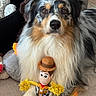 australian_shepherd, dog, toy_story, woody_doll, plush_toy, couch, indoor, pet, fluffy, brown_eyes, long_fur, stuffed_animal, pet_toy, animal_portrait, close_up, cute, domestic_animal, relaxed, companionship, living_room