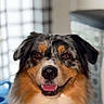 Aïko participe au concours pour gagner de l'argent avec cette photo : dog, australian_shepherd, pet, smiling, portrait, indoor, fur, animal, canine, friendly, happy, ears, nose, tongue, closeup, muzzle, eyes, head, expression, domestic