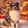 dog, australian_shepherd, christmas_tree, holiday_lights, presents, festive, snow, indoors, pet, decorations, fluffy, portrait, christmas, seasonal, celebration, animal, cute, winter, warm_lighting, holiday_spirit