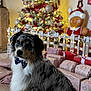 Aïko participe au concours pour gagner de l'argent avec cette photo : dog, bow_tie, christmas_tree, holiday, presents, gift_wrap, decorations, festive, indoor, pet, furry, cute, gingerbread_figure, lights, celebration, winter, seasonal, background, cozy, portrait