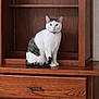 Kit-Kat is registered to the contest to win money with this photo: cat, feline, pet, wooden_furniture, bookshelf, dresser, sitting, white_fur, tabby_markings, collar, green_eyes, looking_at_camera, indoor, portrait, paws, tail, wood_texture, shelf, home_interior, calm