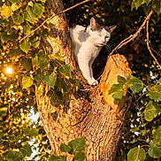 Kit-Kat joined the competition — help win amazing prizes! cat, tree, trunk, leaf, branch, sunflare, golden_hour, nature, outdoors, pet, feline, bark, perched, climbing, whiskers, sleepy, green_leaves, sunlight, portrait, wildlife
