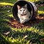 cat, pet, animal, grass, garden, flower, plant_pot, bucket, soil, dirt, green_eyes, portrait, close_up, bokeh, sunlight, outdoor, collar, relaxed, paws, whiskers
