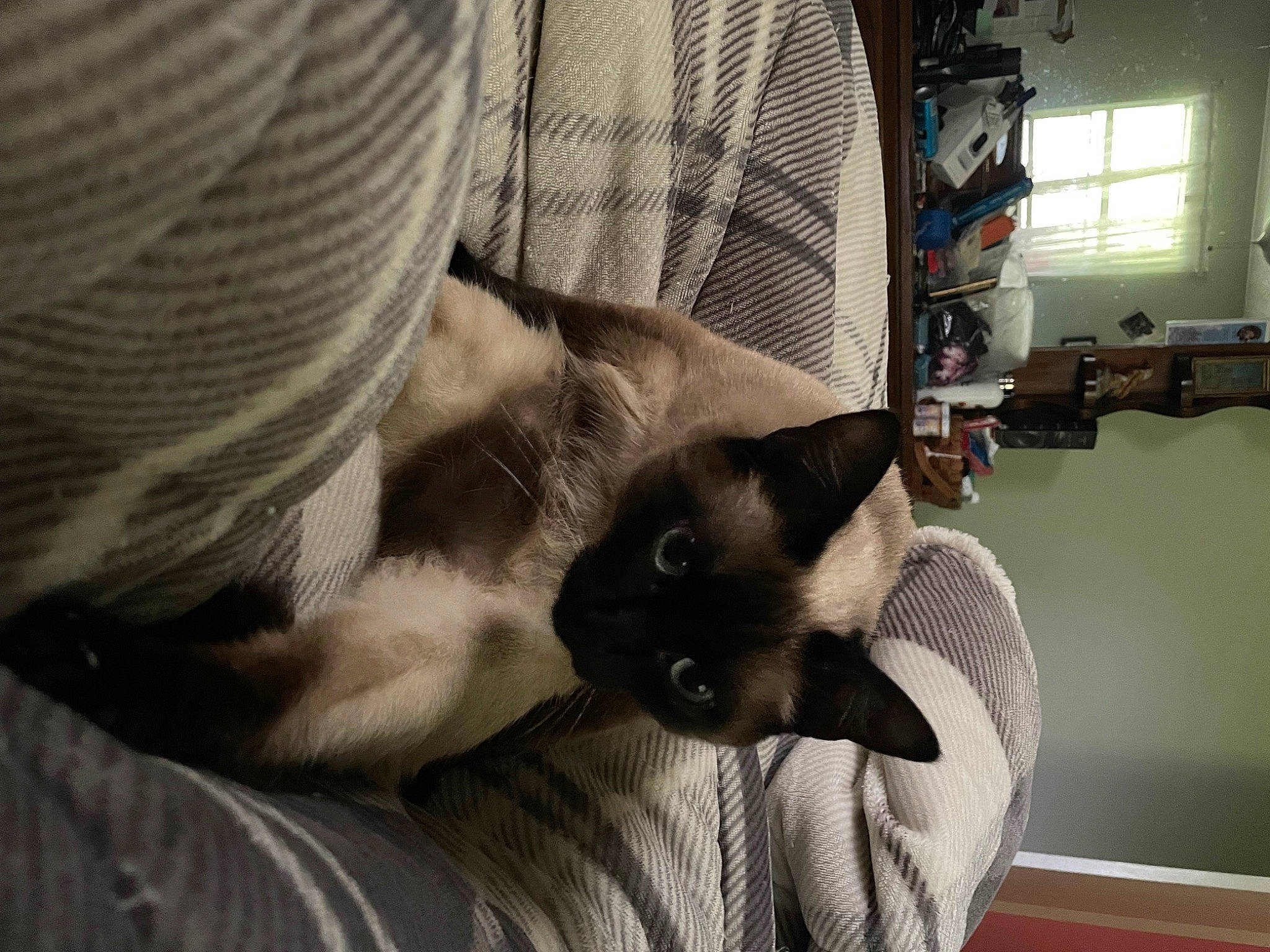 Aspen joined the competition — help win amazing prizes! carnivore, cat, comfort, domestic_short_haired_cat, fawn, felidae, fur, grey, guitar, linens, musical_instrument, room, siamese, sitting, small_to_medium_sized_cats, tail, thai, tonkinese, whiskers, window